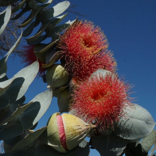 Eucalyptus rhodanthe